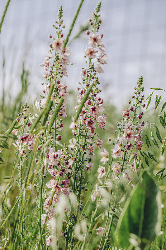 Verbascum chaixii